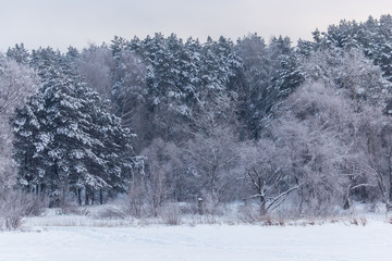Snowy trees in the forest in winter