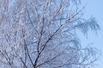 Fototapeta na wymiar Snowy birch branches in winter against the sky