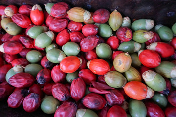 Coffee cherries in Maui - Hawaii