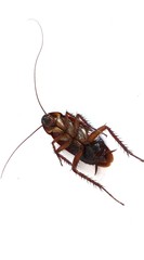 Cockroach lying face up with white background.