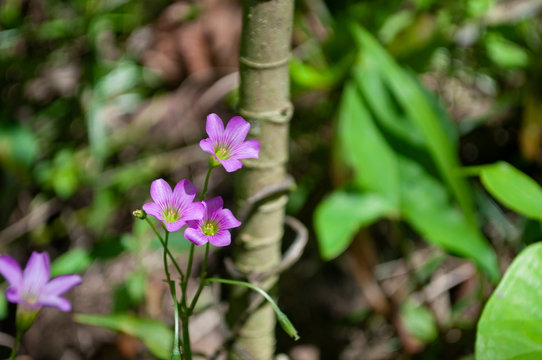 FLOR RASTEIRA
