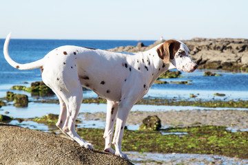 dog climbed on the rocks of the beach