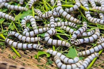 Close up Silkworms eating mulberry green leaf