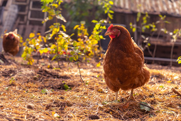 Ecological farming. Free range egg production. Happy chicken in a wild nature with a soft yellow light. Biodynamic farm.