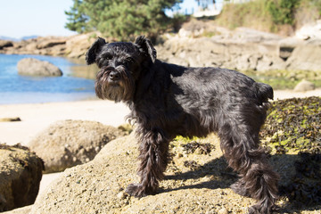 dog on the beach