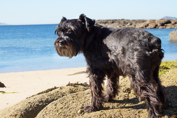 dog on the beach