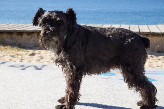 portrait of black schnauzer dog on the beach