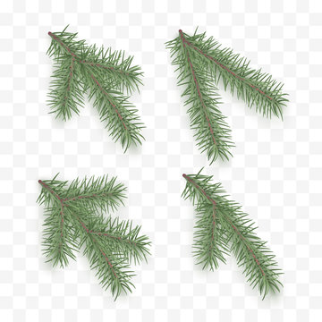 Set of realistic fir branches. Holiday ornate elements. Christmas tree or pine. Conifer branch symbol of Christmas and New Year isolated on transparent background. Vector illustration