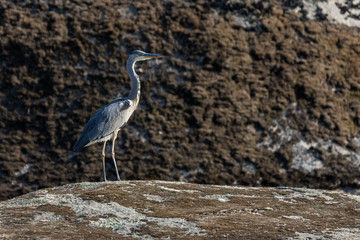 Gray heron in its natural environment.