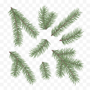 Green fir branches. Holiday decor element. Set of a Christmas tree branches. Conifer branch symbol of Christmas and New Year. Vector illustration isolated on white background