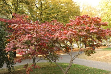 Naklejka premium An autumn day