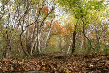 日本の秋の紅葉
