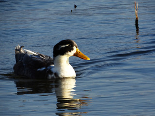 Duck in lake