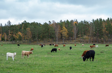 Cows farming on a field in the Finnish Archipelago