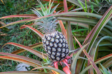 Fototapeta premium Pineapple plantation in Maui - Hawaii