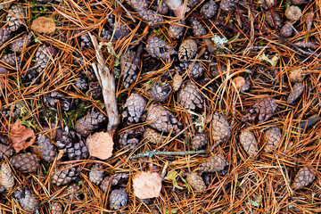 Pine cones and needles on forest floor