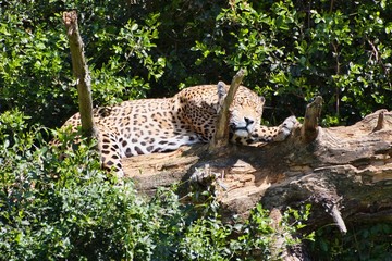 Jaguar in a tree