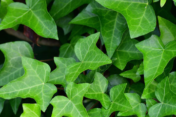 春の新緑の複数の葉が密集している植物の写真