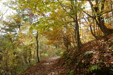 日本の秋の紅葉