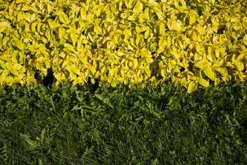 Flower garden with green and yellow flowers