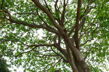 Under the big tree/shade of the big tree