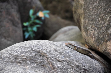 Lizard in Vietnam
