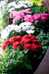 Red white and pink flowers in the summer Park bouquets