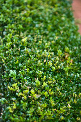 Green Bush landscape design in the garden in summer