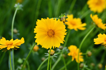 背景をぼかして撮影した、コレオプシスの一種である植物の黄色い花