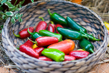 Whickered basket with multicolor red green peppers in the garden on wooden background