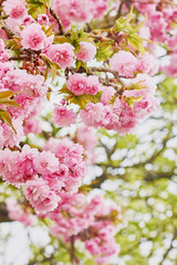 Branches of blossoming pink cherry in the spring