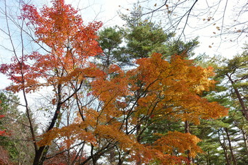 日本の秋の紅葉