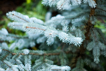 Green tree branches in the forest in summer