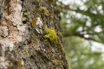 Moss on a pine tree