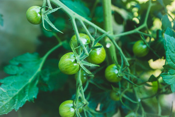 Unripe tomatoes growth in the garden. Selective focus. Shallow depth of field.