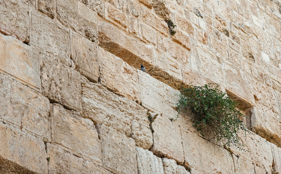 a pigeon and caper plant living on the western wall (the Kotel) in old jerusalem in israel