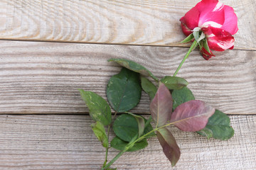 Red and white rose on dostochka.View from above