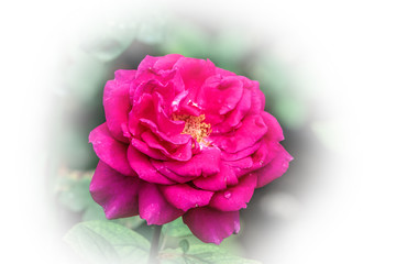 Pink rose against a white background