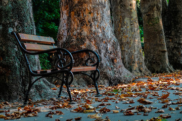 An empty bench against the backdrop of thick tree trunks.