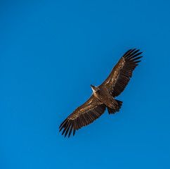 A griffon vulture flying in a blue sky