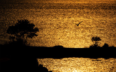 Silhouette of trees and gulls at sunrise.