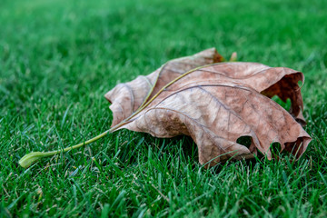 Dry maple leaf on the green sheared grass.
