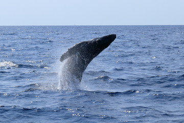 ザトウクジラのジャンプ
