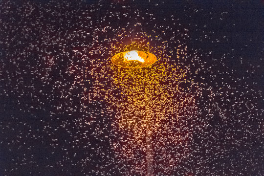 Nu&eacute;e d'&eacute;ph&eacute;m&egrave;res attir&eacute;s par la lumi&egrave;re d'un lampadaire 