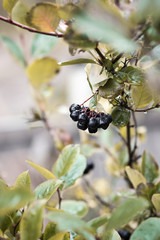 Bunch of ripe chokeberries on the tree. Shallow depth of field. 