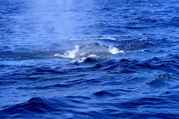 Fototapeta premium ザトウクジラの背中