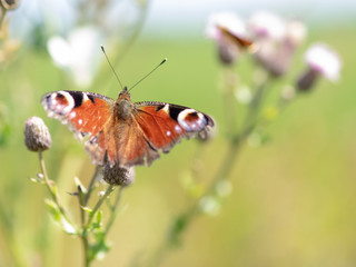 Fototapeta na wymiar Dutch butterfly