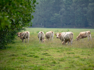 Naklejka na ściany i meble Cows in Dutch landscape