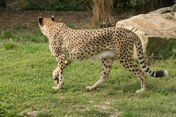 Cheetah walking the meadow.