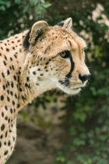 Cheetah head in detail.